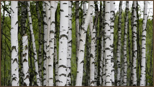 eco photo